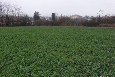 Teren de 6000 mp, în Comana - 2