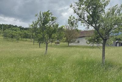 Teren de 27510 mp, în Teregova - 4