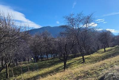 Teren agricol intravilan de 7805 mp, în Sohodol - 10