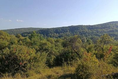 Teren de 4944 mp, în Tigveni