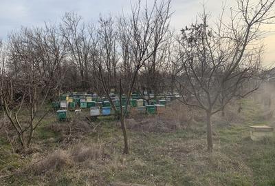Casă cu 2 camere în Scăpău - 4
