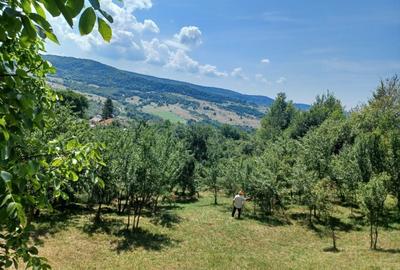 Teren Construcții intravilan de 24141 mp, în Drăghici - 8