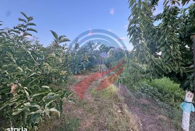Casă cu 7 camere cu Teren 3300 Mp în Orodel - 11