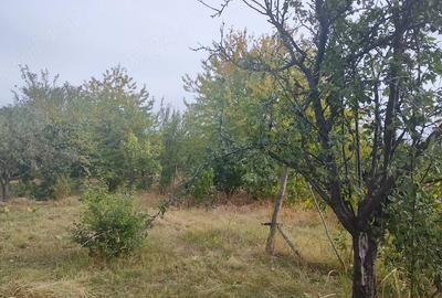 Teren de 7800 mp, în Scânteia