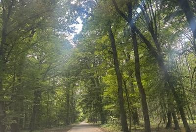 Teren Construcții intravilan de 630 mp, în Snagov - 5