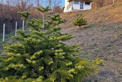 Casă cu 2 camere cu Teren 2700 Mp în Mânzălești - 10