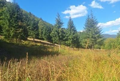 Teren de 10000 mp, în Curățele