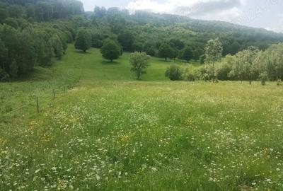 Teren de 5800 mp, în Scrădoasa - 2