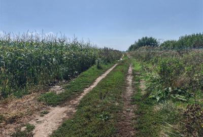 Teren agricol intravilan de 35000 mp, în Hălchiu - 2