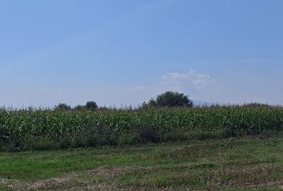 Teren agricol intravilan de 35000 mp, în Hălchiu - 6