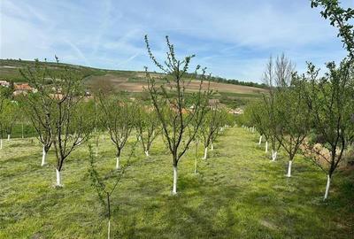 Teren Construcții intravilan de 3092 mp, în Hașag - 5