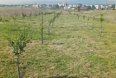 Teren de 2700 mp, în Moldova Veche - 2