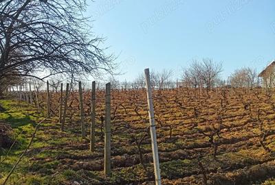 Teren în Goruni - 7
