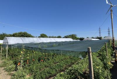 Teren de 5000 mp, în Limanu