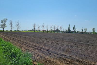 Teren de 4000 mp, în Balotești - 1