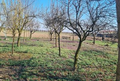 Teren Construcții intravilan de 7500 mp, în Titulescu - 3