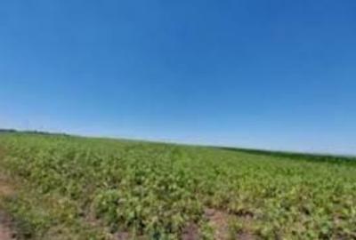 Teren extravilan de 140000 mp, în Iancu Jianu - 1