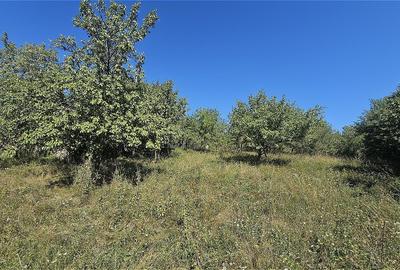 Casă individuală cu 4 camere cu Teren 4873 Mp în Pietroasa - 5