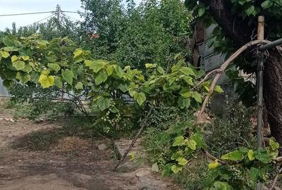 Casă cu 3 camere în Central