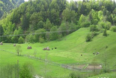Teren de 2800 mp, în Dâmbovicioara - 2