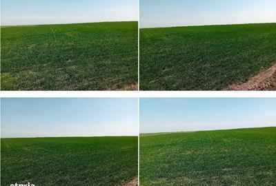 Spațiu comercial, în Lunga - 5