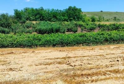 Casă cu 4 camere în Canlia - 3