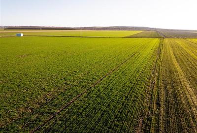 Teren intravilan de 5500 mp, în Biharia - 1