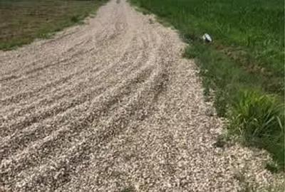 Teren de 500 mp, în Sântandrei - 3
