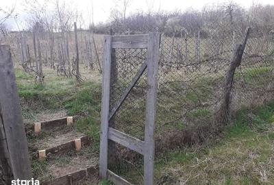 Teren de 760 mp, în Central