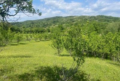 Teren de 5000 mp, în Schiulești - 3