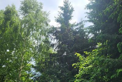 Teren de 13879 mp, în Tulgheș - 6
