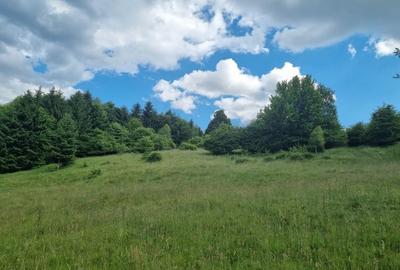 Teren de 9300 mp, în Pănicel - 1