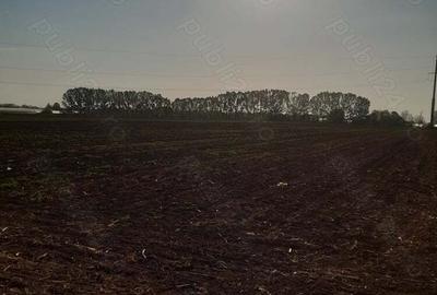 Teren de 4850 mp, în Dobreni - 7