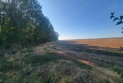 Teren de 250000 mp, în Comana - 1