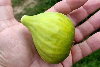Casă cu Teren 5000 Mp în Pleșești (Podgoria)