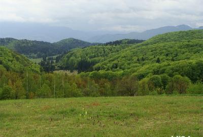 Teren de 11600 mp, în Poiana Mărului - 5