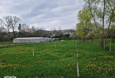 Teren de 1809 mp, în Moțăieni - 7