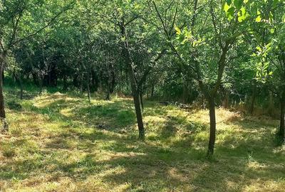 Teren de 6000 mp, în Stoilești - 5