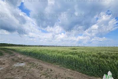 Teren Construcții intravilan de 50000 mp, în Agigea - 7