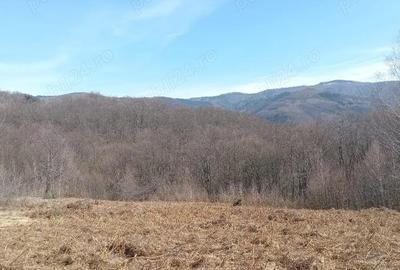 Teren de 10000 mp, în Luncșoara - 1