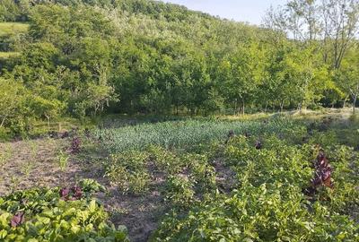 Casă cu Teren 2128 Mp în Totoești - 2