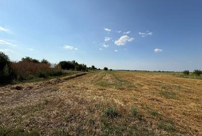 Teren Construcții intravilan de 5000 mp, în Dârza