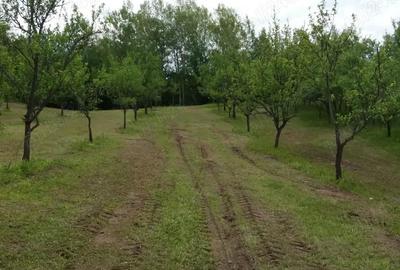 Teren de 20000 mp, în Rădulești - 2