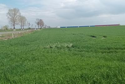 Teren Construcții extravilan de 2500 mp, în Șindrilița - 3