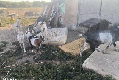 Casă cu 3 camere cu Teren 4300 Mp în Central