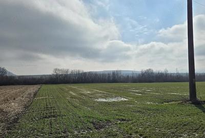 Teren de 3000 mp, în Sântămăria-Orlea - 2