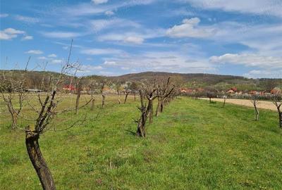 Teren de 4600 mp, în Negreni