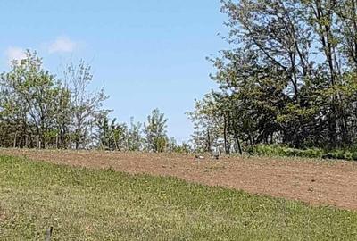 Teren de 2621 mp, în Petrăchioaia - 1