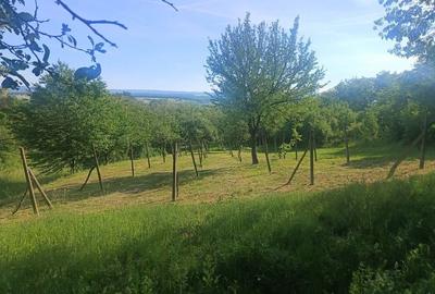 Teren de 1500 mp, în Zăuan - 6