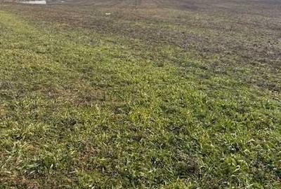 Teren de 9929 mp, în Pielești